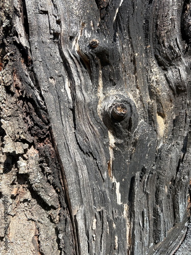 Fotografía Close-up of weathered tree bark with natural grain patterns, knots, and aged wood texture