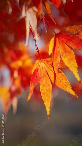Backlit Red Japanese Maple Leaves with Soft Autumn Light