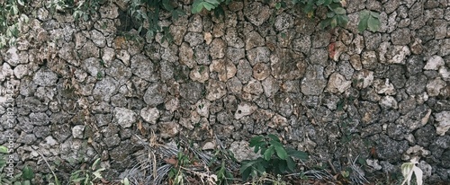 фотографія The translation of the image description into English is: An old, sturdy limestone wall, covered in trailing green plants, shows a rough texture and a history of time