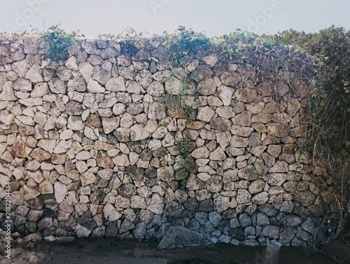 Obraz na plátně The translation of the image description into English is: An old, sturdy limestone wall, covered in trailing green plants, shows a rough texture and a history of time