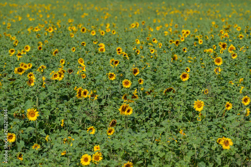 Konstfotografi Sunflowers dance in the golden light filling the vast field with cheerfulness an