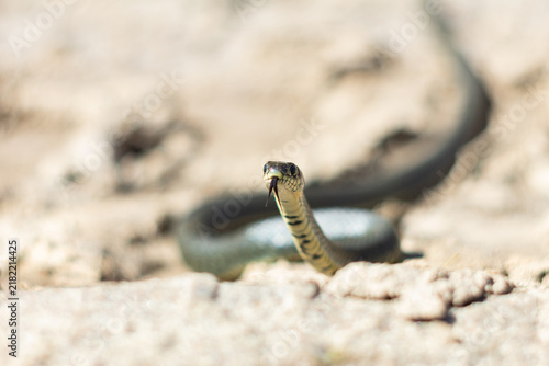 Fotografía Macro shot of a grass snake with its forked tongue out on dry ground