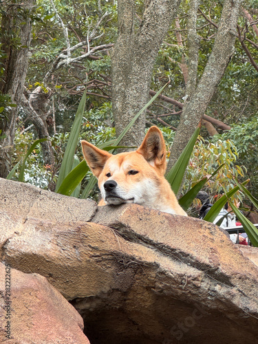 Canvastavla Australian dingo resting on a rock ledge in natural habitat