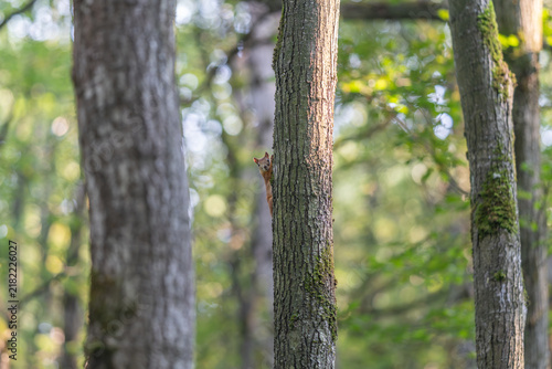 Bild auf Leinwand Charming squirrel peeking from the trunk of an ancient tree in a serene forest s