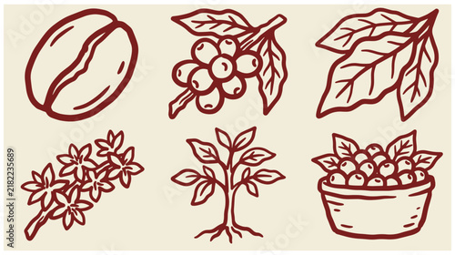 Set of hand drawn coffee icons featuring beans branch leaves flowers tree and bowl brown outline sketch style agriculture caffeine plantation illustration collection