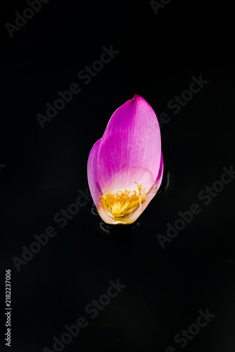 Obraz na plátne Minimalist pink lotus petals floating on black water, macro flower close-up with