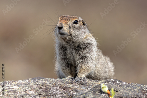 фотографія arctic ground squirrel near kamchatka volcano