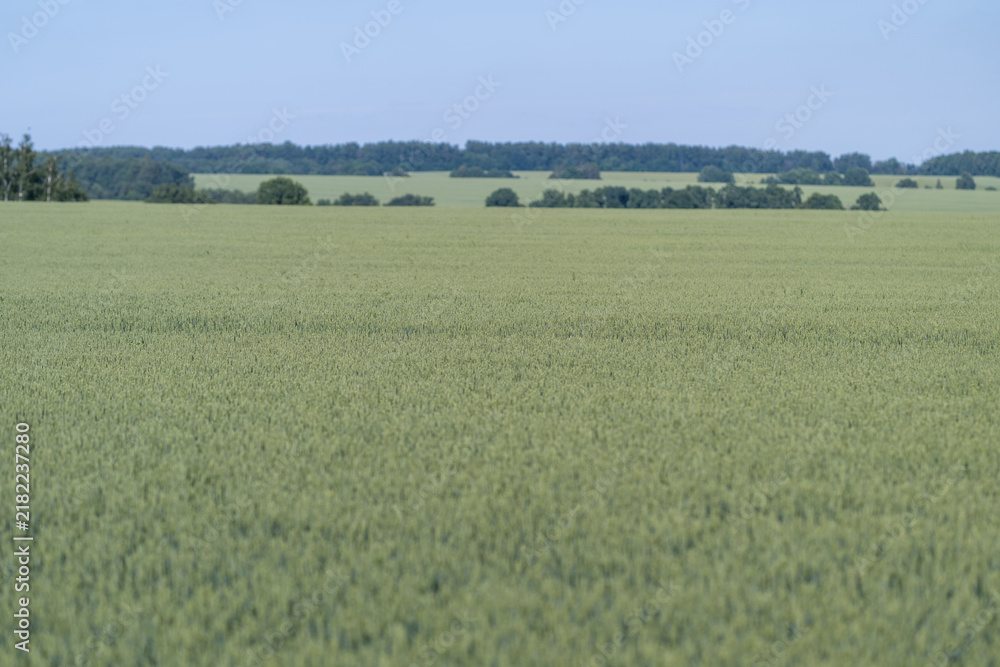 Fototapeta premium Endless green fields stretch under a clear blue sky inviting tranquility and wonder at the beauty of nature