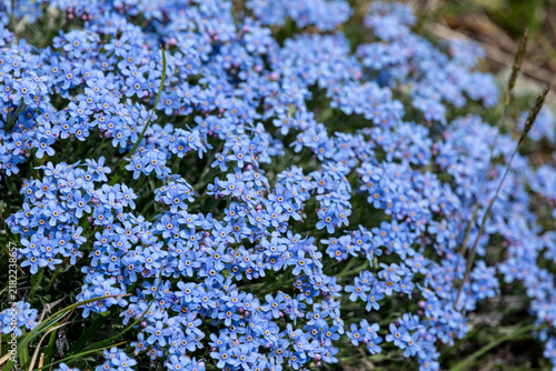 Fotografie flowers of kamchatka