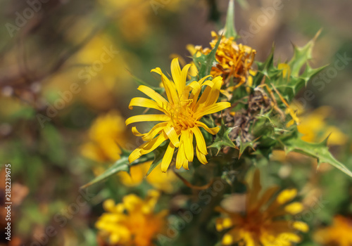Cuadro en lienzo Golden Thistle; aka Scolymus Hispanicus, is a flowering plant in the genus Scolymus which is in the family Asteraceae