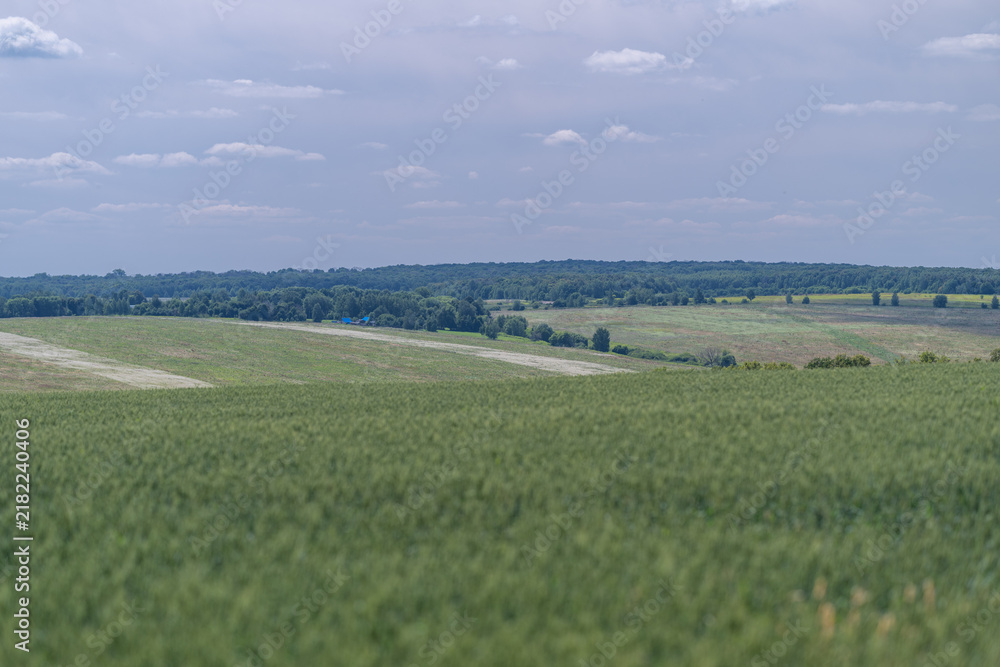 Fototapeta premium Vast green fields stretch under a soft sky revealing nature's beauty and tranquility at midday in a serene countryside landscape