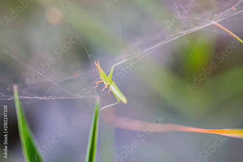 Grasshopper caught in a spider web among green grass in a soft, natural light setting