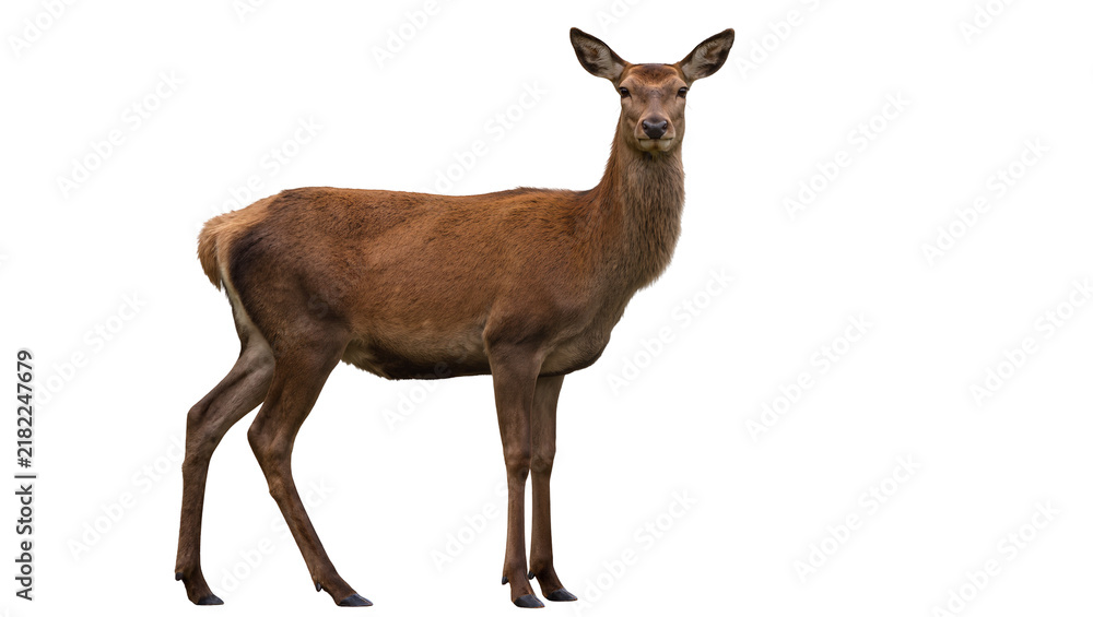 Fototapeta premium Brown deer standing alert, isolated on transparent background