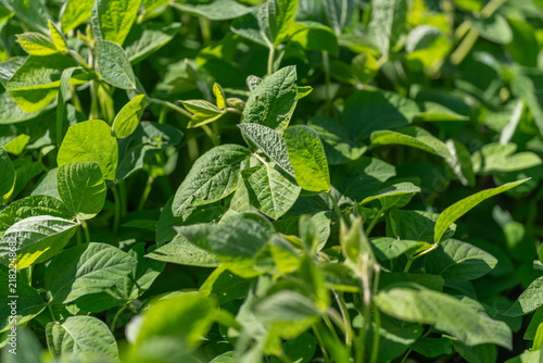 Obraz na plátne Vibrant green soybean leaves basking under the warm sunlight in a thriving field