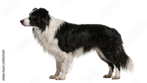 Foto Black and white Border Collie dog standing alert, isolated on transparent backgr