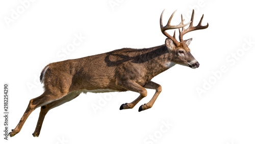 Fotografie Majestic buck with large antlers leaping, isolated on transparent background