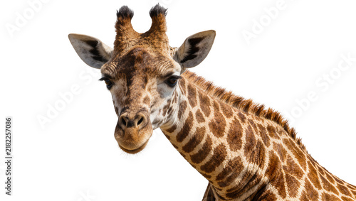 Obraz na plátne Close-up portrait of a giraffe head with distinctive patterned fur, isolated on