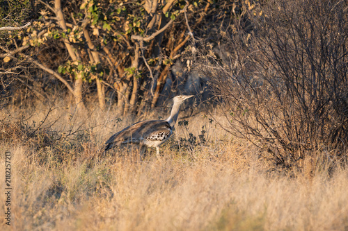 Konstfotografi Kori bustard walking through desert vegetation in the Kalahari, Africa
