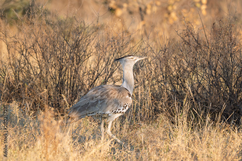 Bild auf Leinwand Kori bustard walking through desert vegetation in the Kalahari, Africa