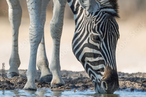 Fotografía Close‑Up Zebra Drinking from Waterhole at Ground‑Level Perspective in Kalahari