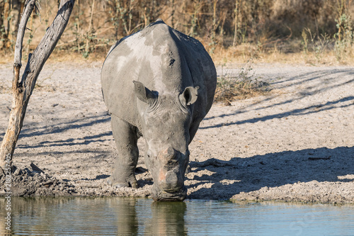 Konstfotografi White rhino drinking from waterhole in Africa