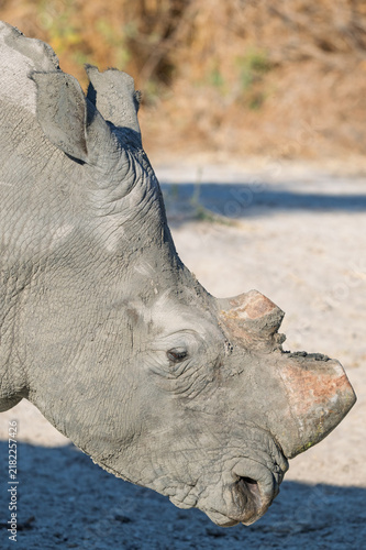 Close up portrait of white rhino with horn removed for conservation in Africa