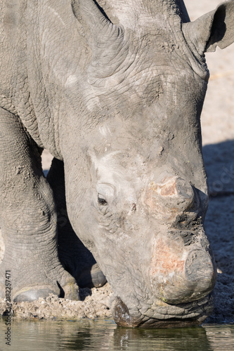 Canvastavla Close up portrait of white rhino with horn removed for conservation in Africa