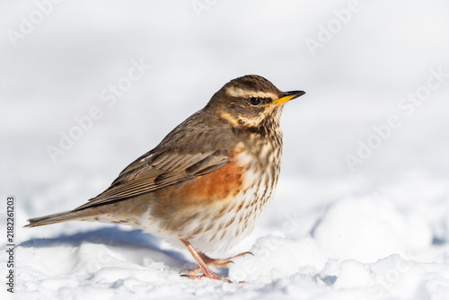 Fotografía Redwing, Turdus iliacus