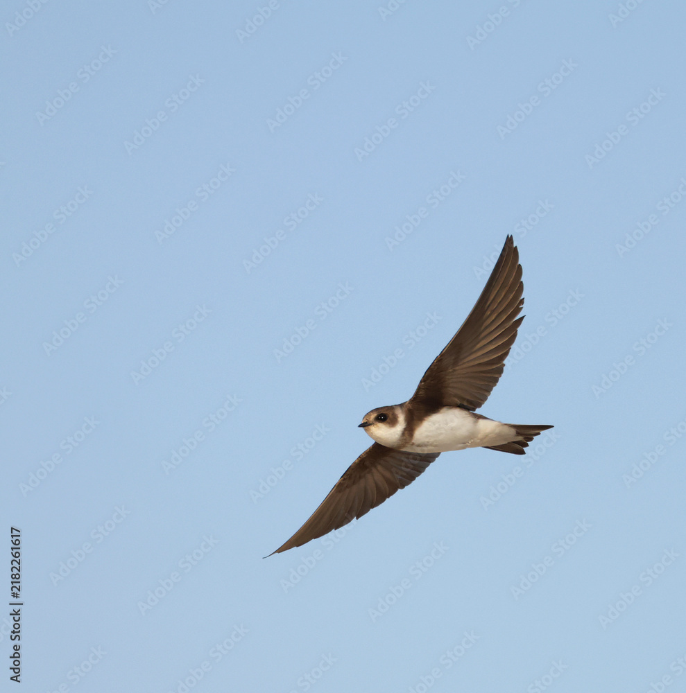 Fototapeta premium Sand Martin, Riparia riparia