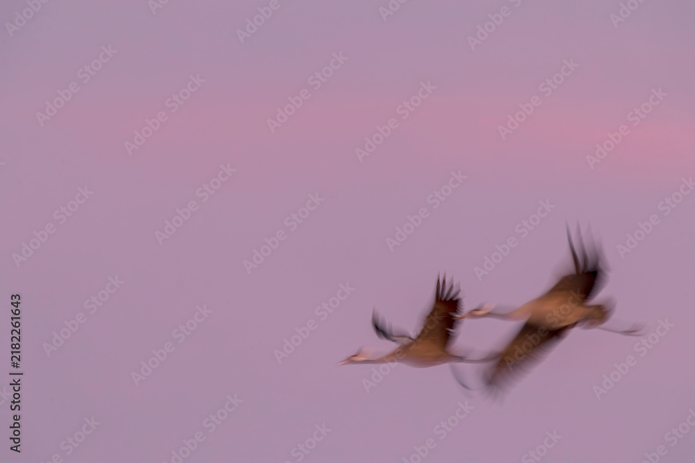 Fototapeta premium Common Crane, Grus grus