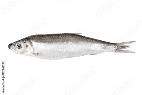 Obraz na płótnie fresh fish sprat isolated on white background