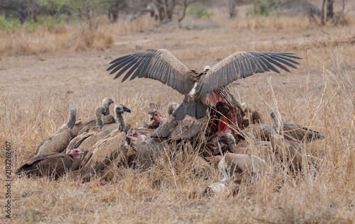 Fotografie African White-backed Vulture, Gyps africanus