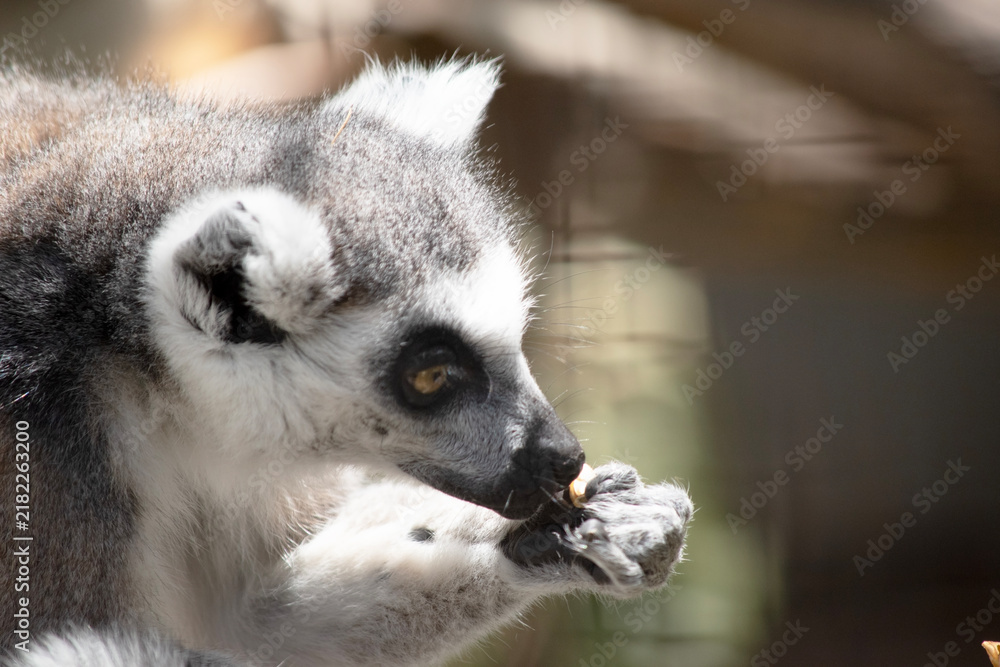 Fototapeta premium the ring tailed lemur is eating fruit
