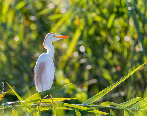 Fotografie Cattle Egret, Ardea ibis