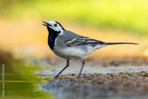 Foto White Wagtail, Motacilla alba