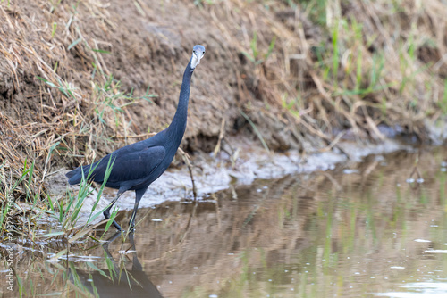 Canvas Print Western Reef Heron, Egretta gularis