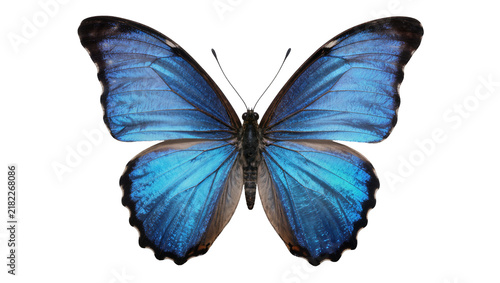 Fotografía Vibrant blue morpho butterfly with intricate wing patterns, isolated on transpar