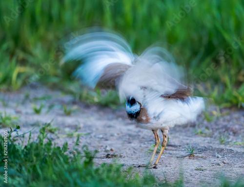 Konstfotografi Little Bustard, Tetrax tetrax