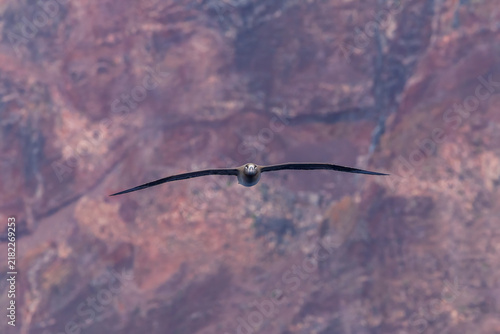 Bild auf Leinwand Black-footed Albatross, Phoebastria nigripes