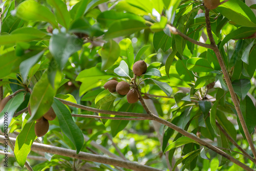 Foto Brown sapodilla fruits growing clusters among glossy green leaves tropical tree