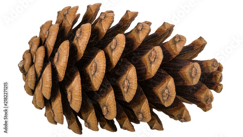 Canvastavla Brown pine cone with woody scales, isolated on transparent background