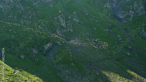 Flock of sheep moving across a rocky mountain pasture in the Carpathian Mountains Romania