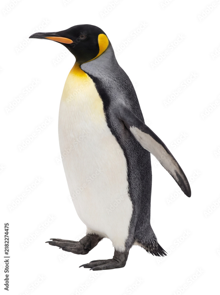 Fototapeta premium King penguin isolated on transparent background
