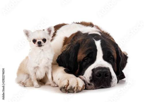 Принти на полотні saint bernard and chihuahua