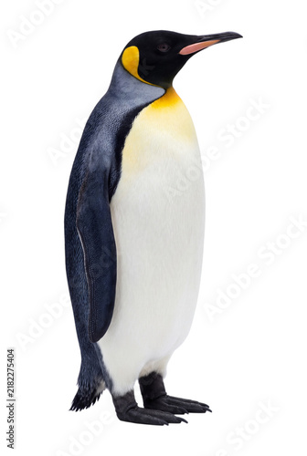 Cuadro en lienzo King penguin isolated on transparent background