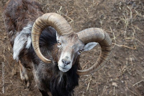 Majestic ram portrait with captivating spiral horns and earthy tones, highlighted by soft natural lighting