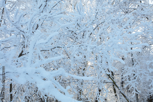 Winter scene with trees covered in snow during daylight in a forest