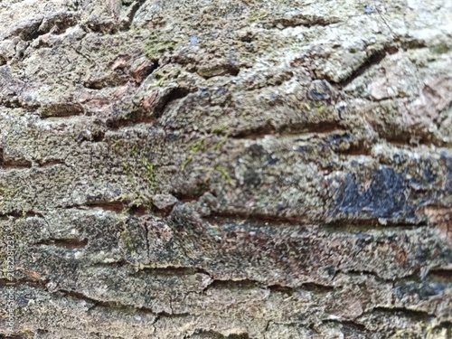 Fotografie bA rough tree bark texture with a weathered, rugged surface