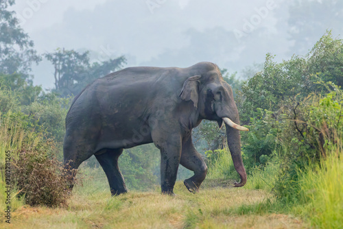 Obraz na płótnie Asian Elephant, Elephas maximus indicus