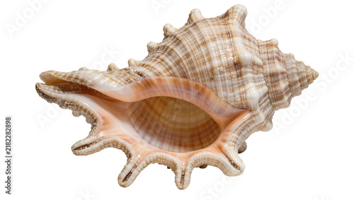 Bild auf Leinwand Detailed spiny murex seashell with intricate spiral pattern, isolated on transpa